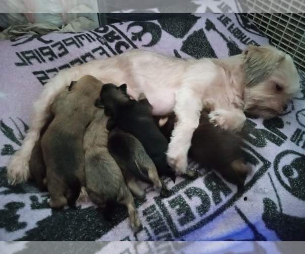 Medium Photo #1  Breeder Profile in ATTALLA, AL, USA