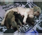 Small breeder photo
