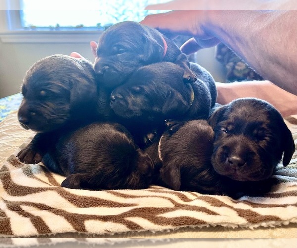 Medium Photo #33  Breeder Profile in LEXINGTON, SC, USA