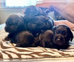 Small #32 Breeder Profile image
