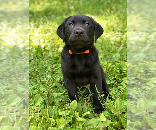 Medium Photo #1  Breeder Profile in BETHANY, CT, USA