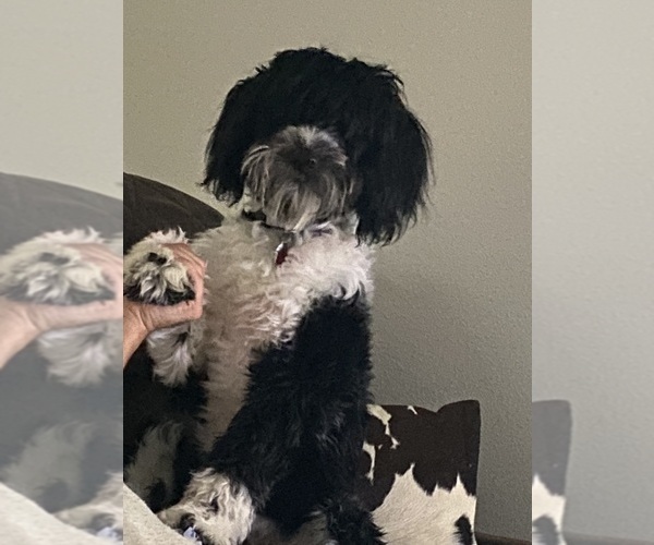 Medium Photo #53  Breeder Profile in BAYTOWN, TX, USA