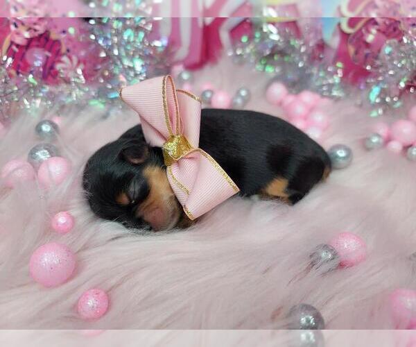 Medium Photo #31  Breeder Profile in HARKER HEIGHTS, TX, USA