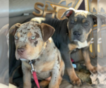Small Photo #3  Breeder Profile in CLEARWATER, FL, USA