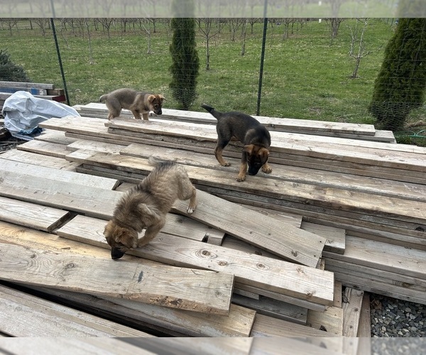 Medium Photo #12  Breeder Profile in DEMING, WA, USA