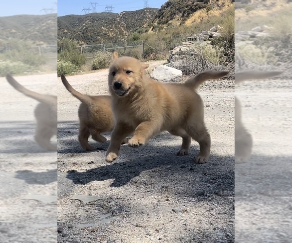 Medium Photo #2  Breeder Profile in SAN BERNARDINO, CA, USA