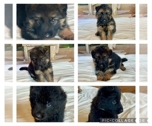 German Shepherd Dog Dog Breeder near INDIANAPOLIS, IN, USA