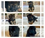 Small Photo #1  Breeder Profile in INDIANAPOLIS, IN, USA