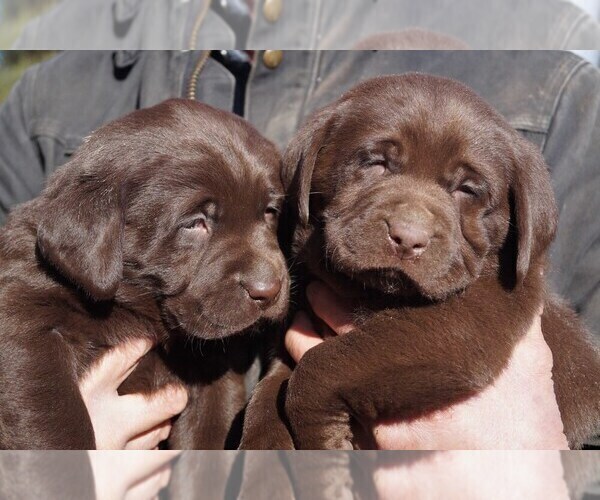 Medium Photo #1  Breeder Profile in VICTOR, MT, USA