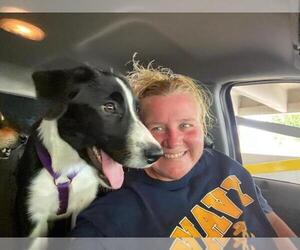 Border Collie Dog Breeder near LINDEN, IN, USA