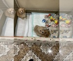 Small #1 Breeder Profile image