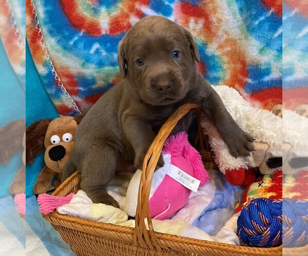 Medium Photo #1  Breeder Profile in MULINO, OR, USA