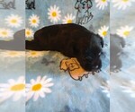 Small #21 Breeder Profile image