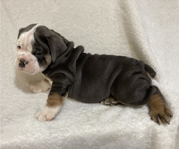 Medium Photo #49  Breeder Profile in CHETEK, WI, USA