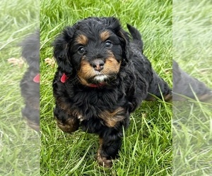Bernedoodle (Miniature) Dog Breeder near STRONGHURST, IL, USA