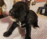 Small #19 Breeder Profile image