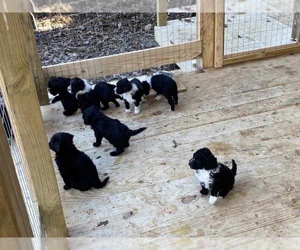 Medium Photo #1  Breeder Profile in FLORENCE, AL, USA