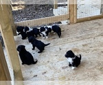 Small breeder photo