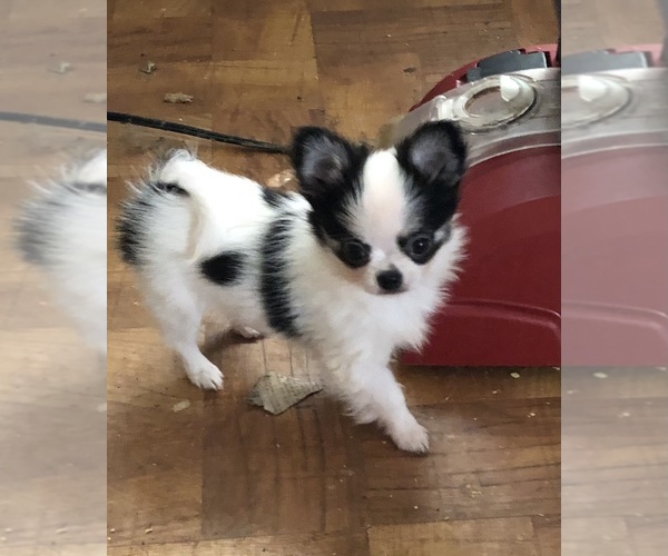 Medium Photo #1  Breeder Profile in FREMONT, CA, USA