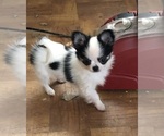 Small breeder photo