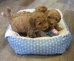 Small breeder photo