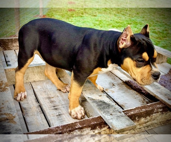 Medium Photo #2  Breeder Profile in FORT MITCHELL, AL, USA