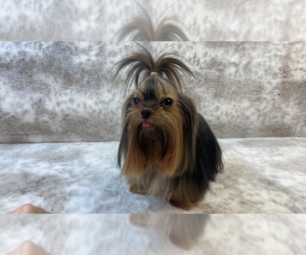 Medium Photo #20  Breeder Profile in STANTONVILLE, TN, USA