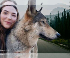 Wolf Hybrid Dog Breeder near JEFFERSON, TX, USA