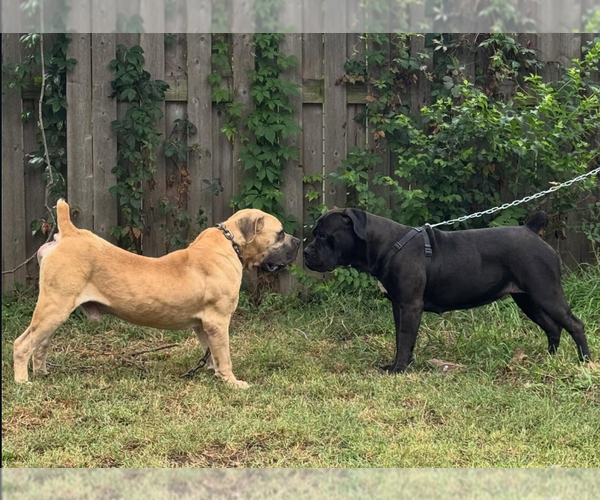 Medium Photo #11  Breeder Profile in BELLEVUE, NE, USA