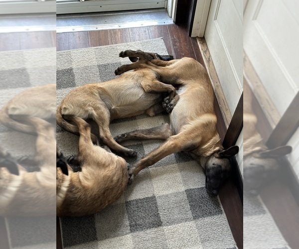 Medium Photo #19  Breeder Profile in WILLIAMS, CA, USA