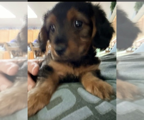 Medium Photo #1  Breeder Profile in NEGLEY, OH, USA