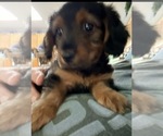 Small breeder photo