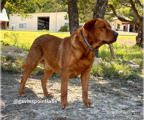 Medium Photo #7  Breeder Profile in BLUFF DALE, TX, USA