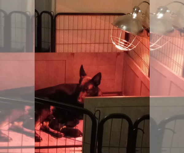 Medium Photo #3  Breeder Profile in MIDDLETOWN, CT, USA