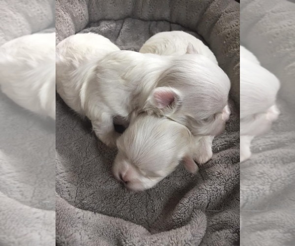 Medium Photo #7  Breeder Profile in WILSON, NY, USA