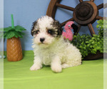 Small #79 Breeder Profile image