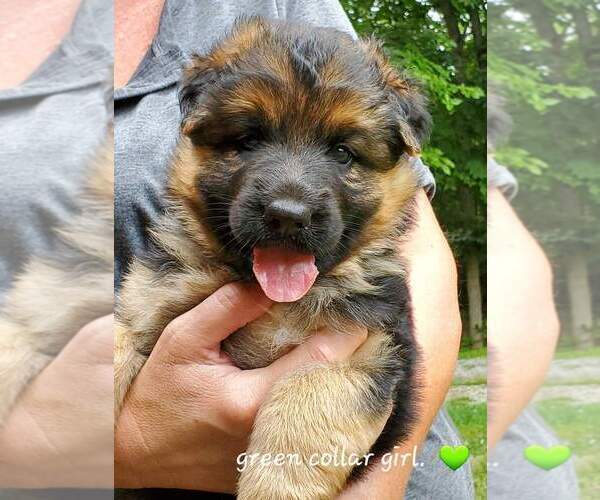 Medium Photo #1  Breeder Profile in BROOKVILLE, IN, USA