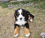 Small #15 Breeder Profile image