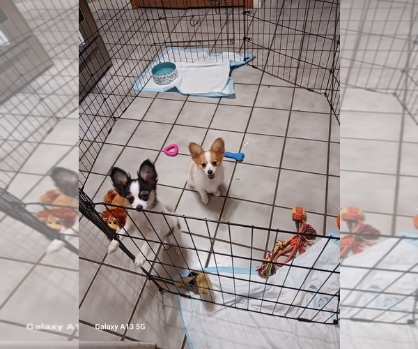 Medium Photo #1  Breeder Profile in ROSEVILLE, MI, USA