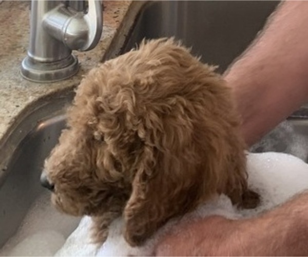 Medium Photo #21  Breeder Profile in HUNTINGTON BEACH, CA, USA