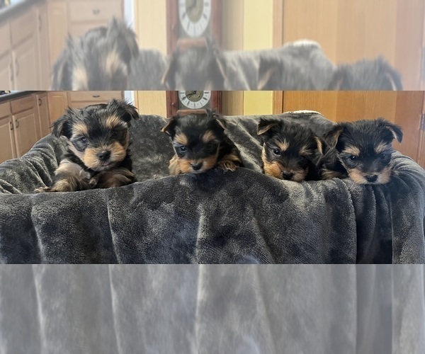 Medium Photo #3  Breeder Profile in PRAIRIE DU CHIEN, WI, USA