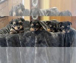 Small #2 Breeder Profile image