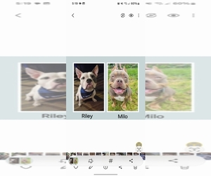 American Bully Dog Breeder near MARION, OH, USA