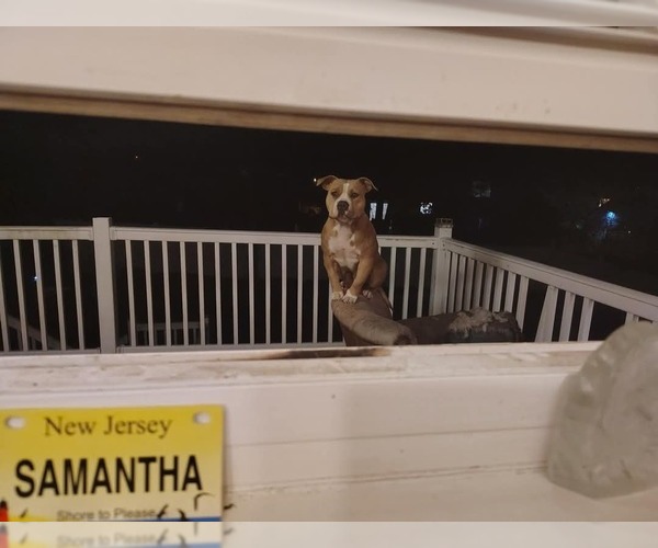 Medium Photo #10  Breeder Profile in BARNEGAT, NJ, USA