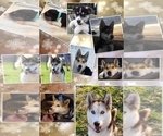 Small #8 Breeder Profile image