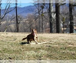 Border Collie Dog Breeder near MASSIES MILL, VA, USA