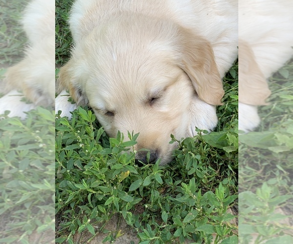 Medium Photo #10  Breeder Profile in LAKE GEORGE, NY, USA