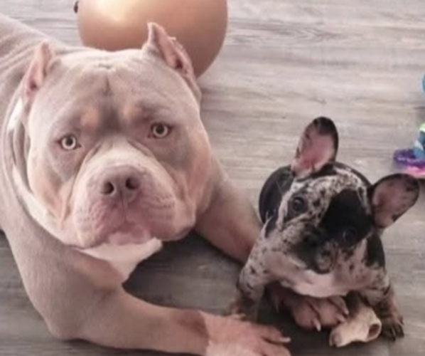 Medium Photo #1  Breeder Profile in GLEN BURNIE, MD, USA