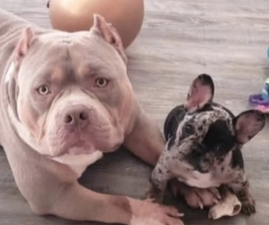 American Bully Dog Breeder near GLEN BURNIE, MD, USA