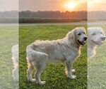 Small #1 Breeder Profile image